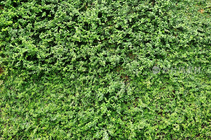 绿色常青藤与自然纹理墙与树叶背景