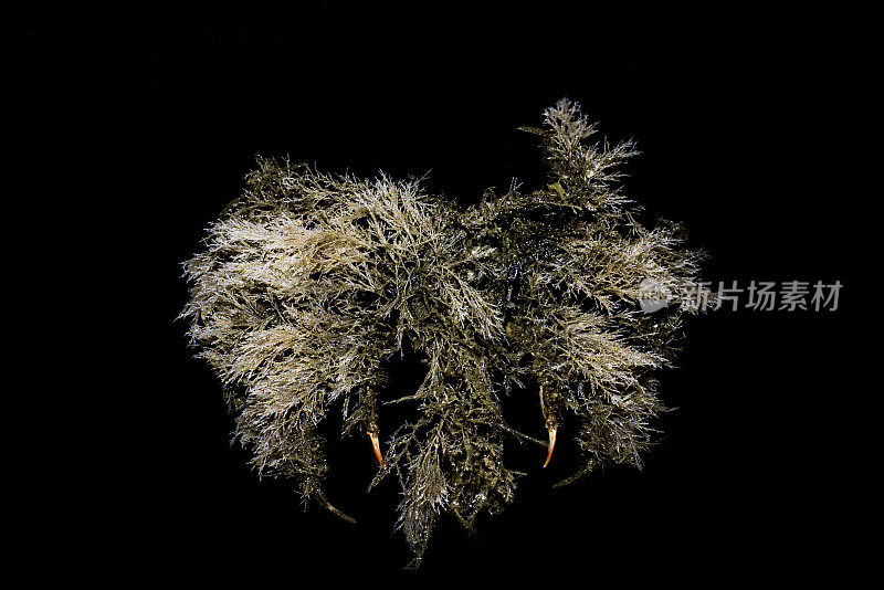 牛河蟹是牛河蟹科的一种，俗称“优雅的装饰蟹”。在阿拉斯加弗雷德里克湾的深水里。