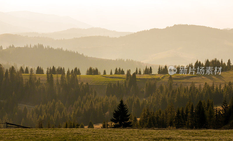 山上森林的全景。