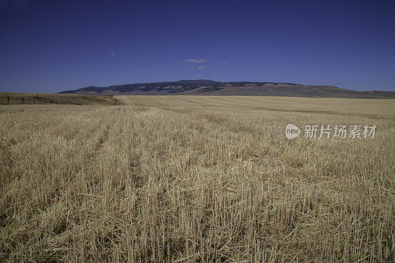 金色的麦田里刈过的旱地上的小麦