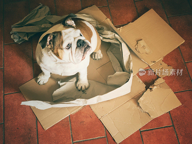狗玩并破坏纸板箱