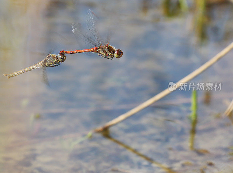 飞镖蜻蜓(纹状合峰)飞行，产卵