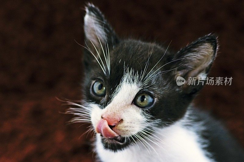 黑白猫的舌头舔着嘴唇。