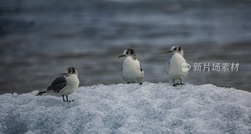 黑腿基蒂威克鸥、三趾隼、阿拉斯加威廉王子湾、灰白色海鸥、黄色喙、黑色腿，常见开放沿海栖息地。鸥科,鸻形目。小企鹅在冰流上。年轻的鸟类。