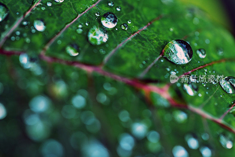 树叶上的雨滴