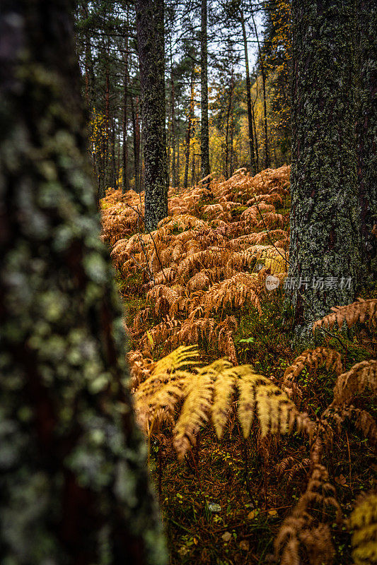 森林生态系统:户外的森林和蕨类植物在秋季落叶