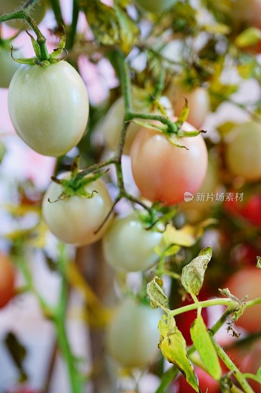 花园里的樱桃番茄