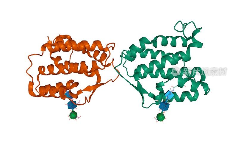 人白细胞介素-34同型二聚体的结构