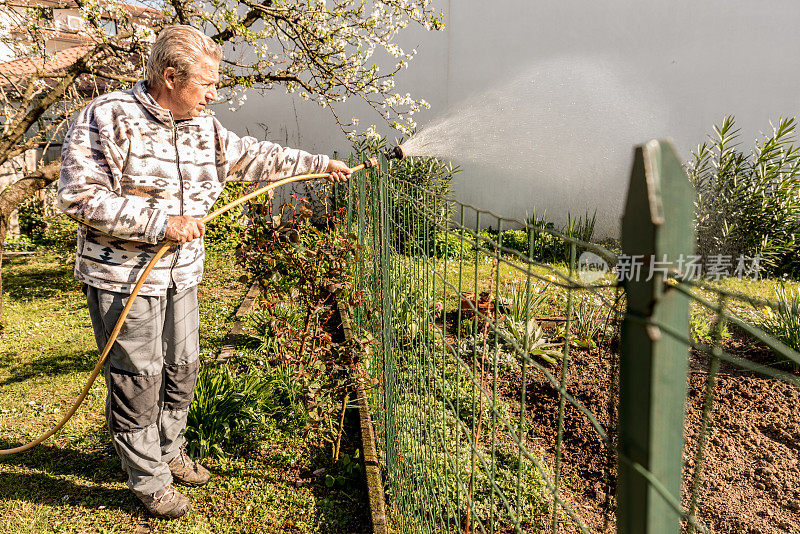 老人在春天用花园水管浇水