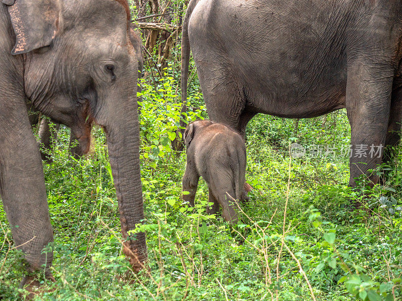 斯里兰卡亚拉国家公园里的大象在散步