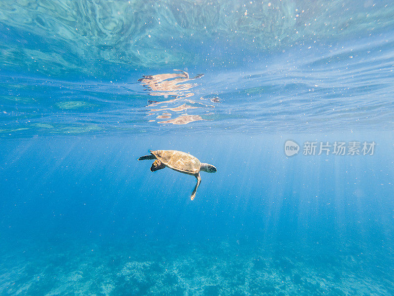 水下拍摄的绿海龟游泳