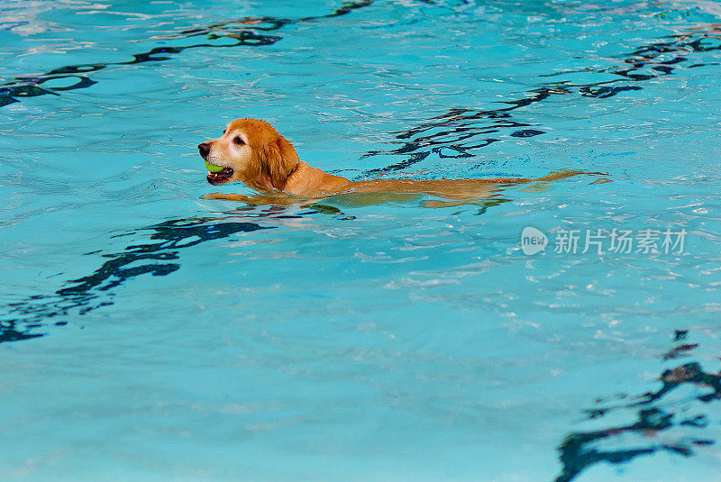 金毛猎犬和网球一起游泳