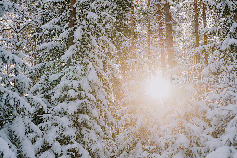 森林阳光太阳耀斑雪冬天自然背景大雪