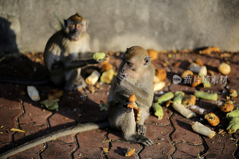 猴子缓解饥饿