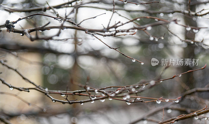 融化的雪在树枝上形成雨滴