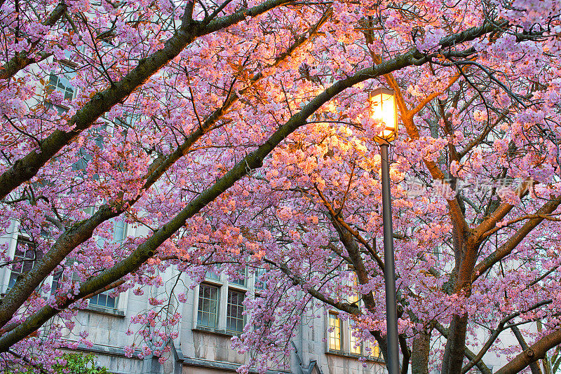 华盛顿大学樱花盛开