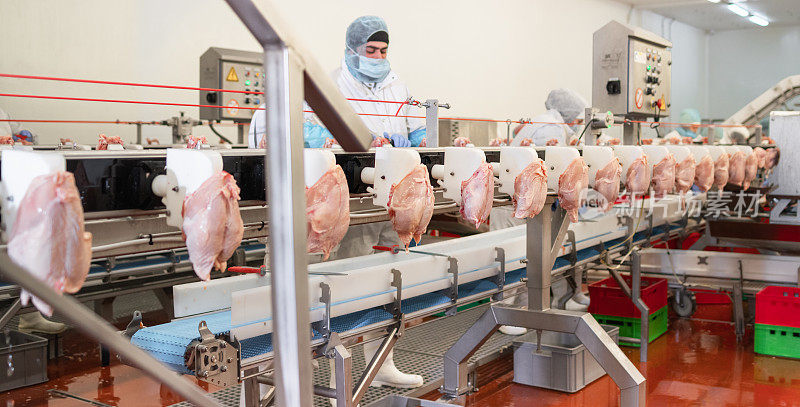肉类加工设备，肉类工厂。传送带上的鸡。加工工厂流水线。在鸡肉工厂工作的人们。一群在鸡肉工厂工作的工人。