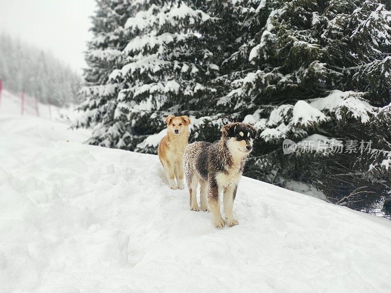 混种狗在冬天的雪地里