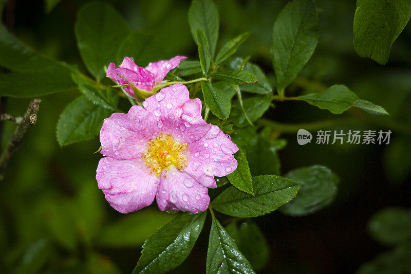 雨后的野玫瑰