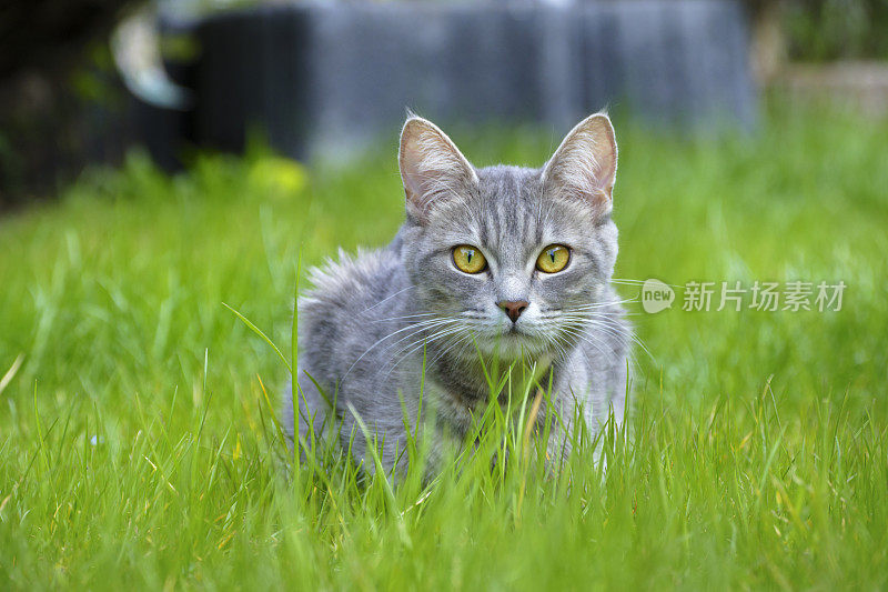 虎斑家猫在高肝