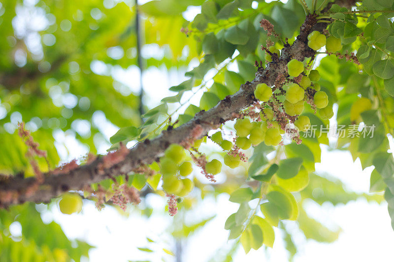 小簇无花果树的细节