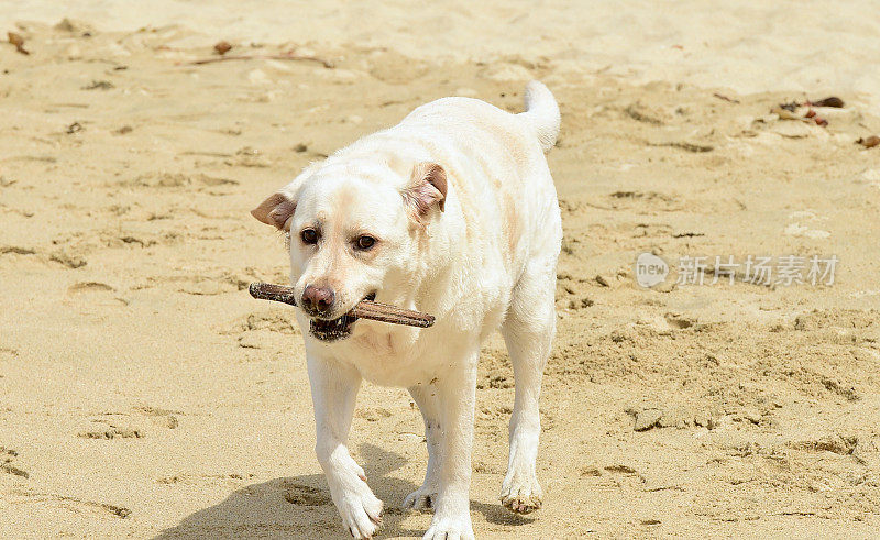 海滩上的拉布拉多寻回犬