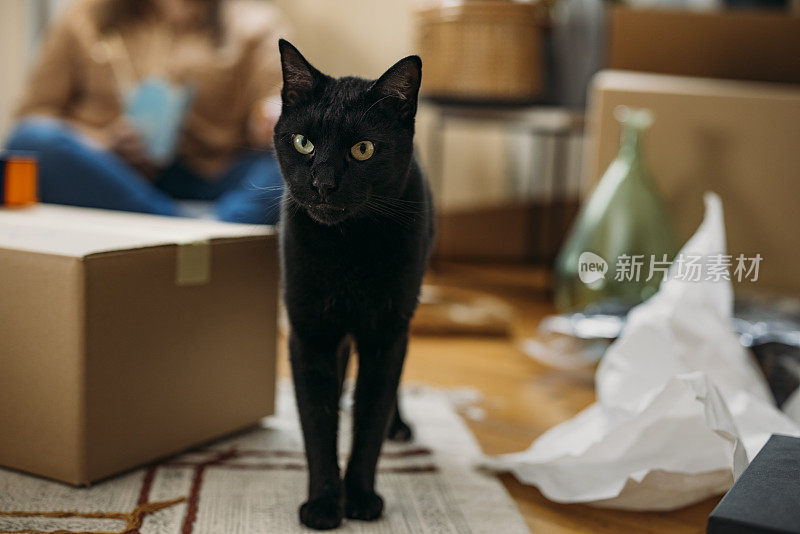 宠物友好公寓:黑猫在箱子间行走，而一个匿名的大号女人正在吃午饭