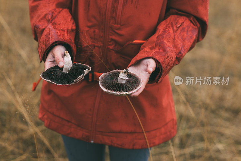 不知名的女性自然爱好者在草地上采摘蘑菇