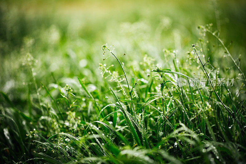 珍珠雨后