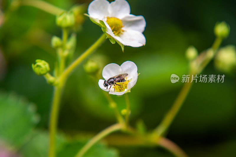 草莓花上的唇瓣菜