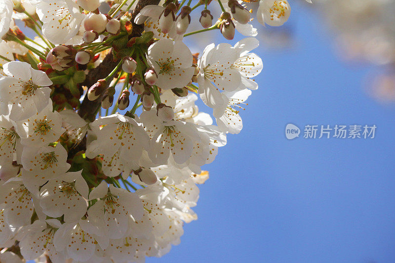 特写图片，满是白色春花的海棠树(苹果)树枝，清晰的蓝天背景