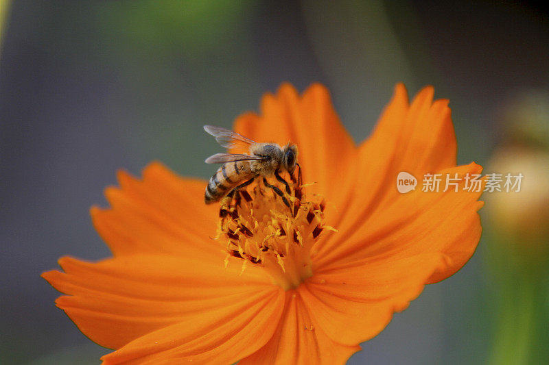 采花蜜的非洲蜜蜂