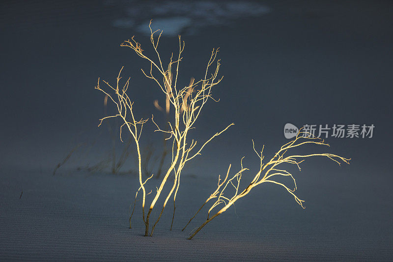 干燥易碎的树枝在贫瘠的沙漠沙丘中穿过沙粒