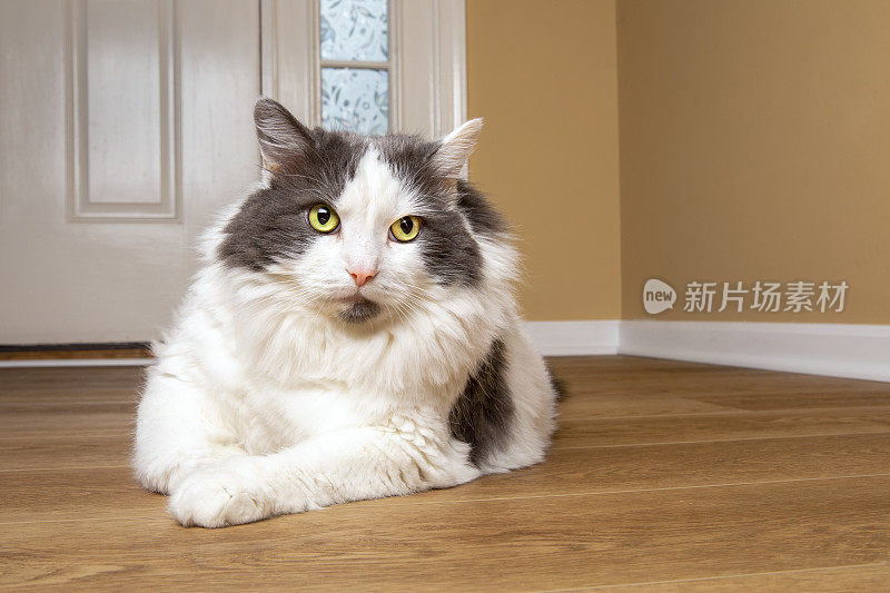 漂亮的室内猫在地板上的门