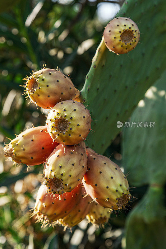 有黄色果实的多刺梨(仙人掌)