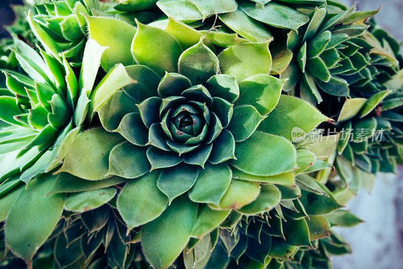 观赏花园中的小型绿色多肉植物