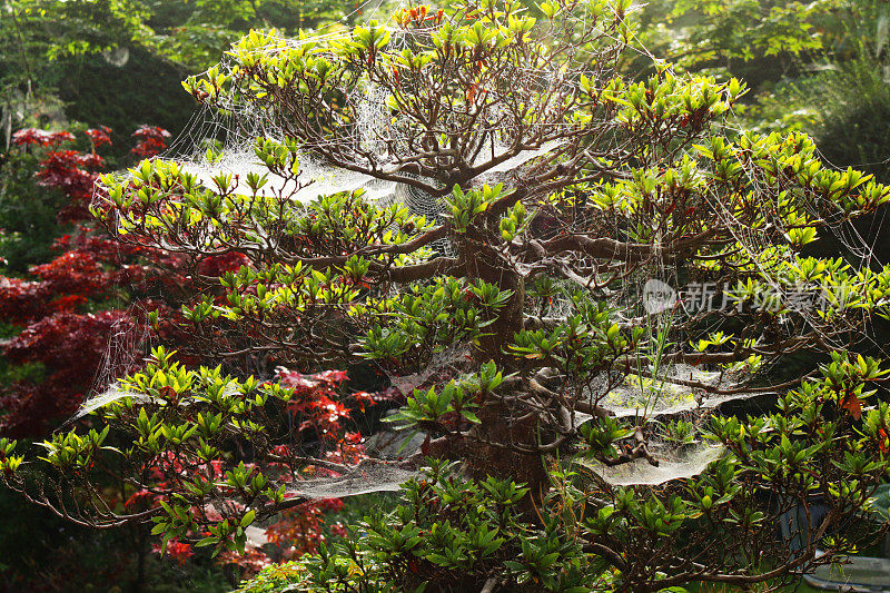 花园蜘蛛网与晨露的水滴覆盖五月杜鹃盆景树的树枝，品种‘日光’，花园背景，日本枫树枝，秋天叶子的颜色，聚焦前景