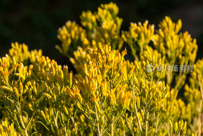 橡胶Rabbitbrush