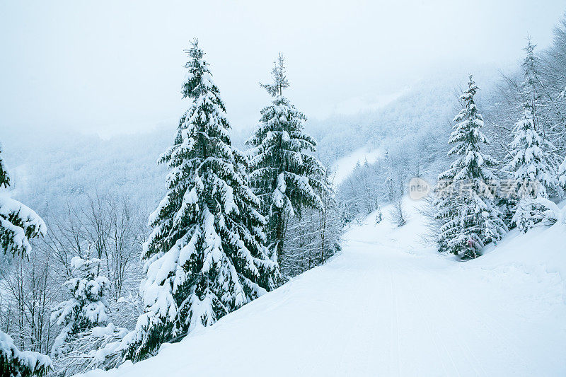 冬天的风景在雾与雪和树枝覆盖着白霜和冰冻的雪。高质量的照片