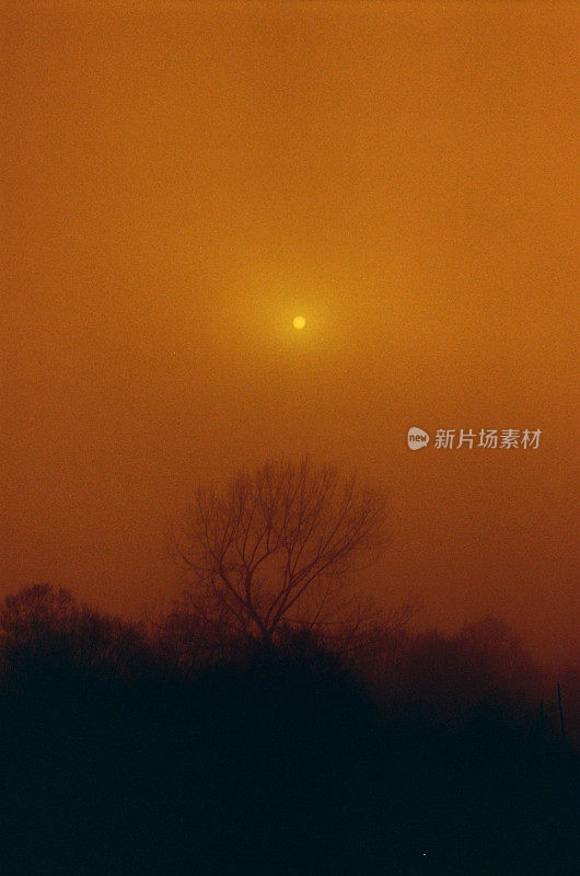 透过树木上方的浓雾看到的微弱的太阳，35毫米