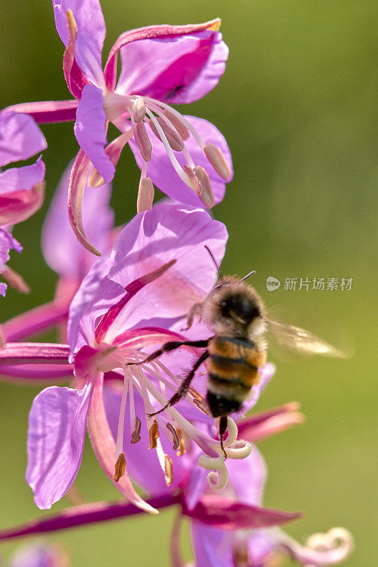 大黄蜂降落在一朵花上