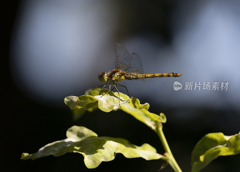 普通飞镖蜻蜓