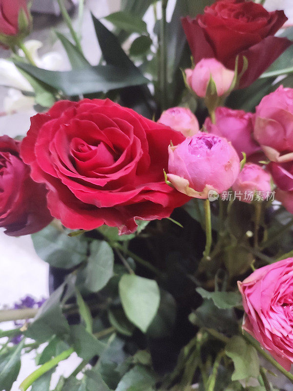 粉红色和红色的玫瑰。