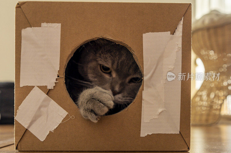 一只好奇的猫躲在破纸板箱里，透过圆洞向外张望。