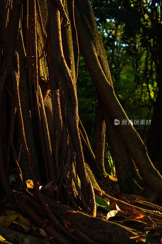亚马逊树的根