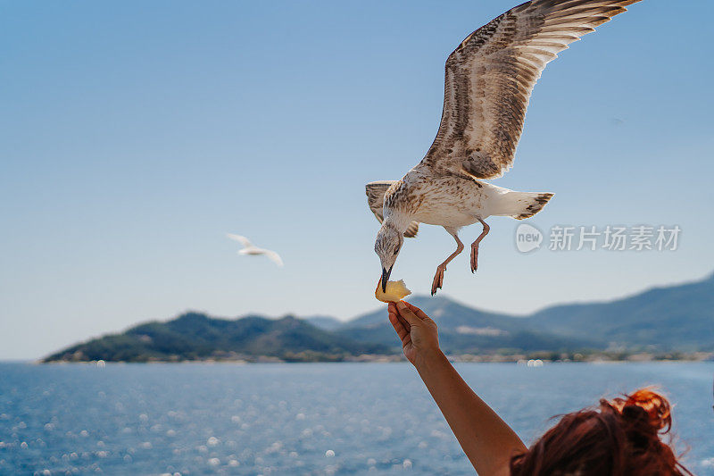 年轻女子在渡船上喂海鸥