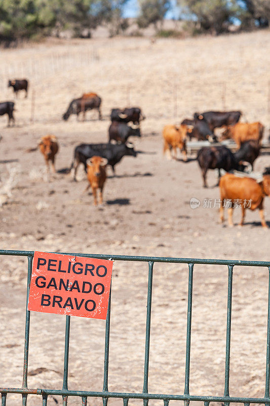 西班牙斗牛的公牛