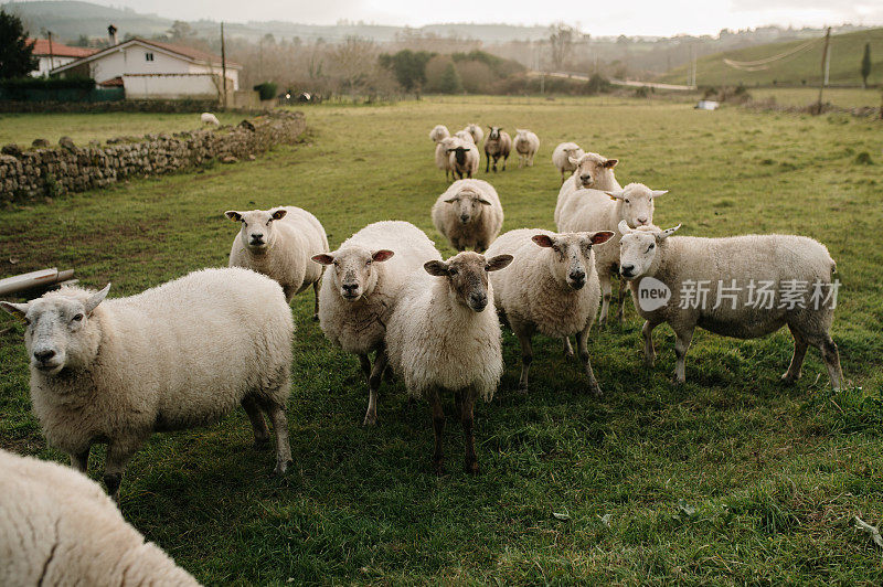 田野里有一群羊
