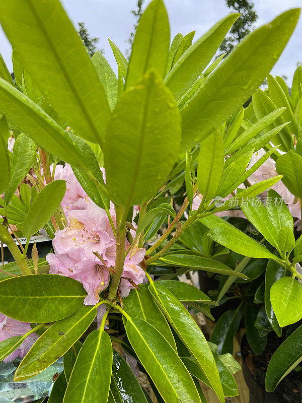 新鲜的特写图像，新的芽再生淡粉色开花杜鹃花灌木在阳光明媚的花园，蓝色的天空背景，重点前景