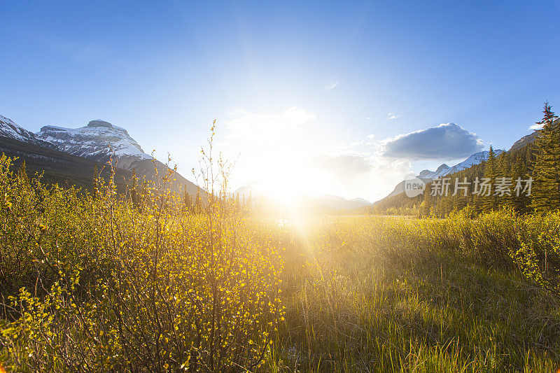 明亮的金色草地在阳光和镜头的映照下闪耀在群山之间的山谷中